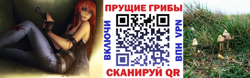 это Telegram  где продают наркотики  Нариманов  Галлюциногенные грибы Psilocybine cubensis 